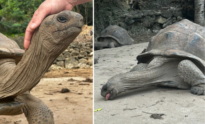 réserve françois leguat tortues rodrigues